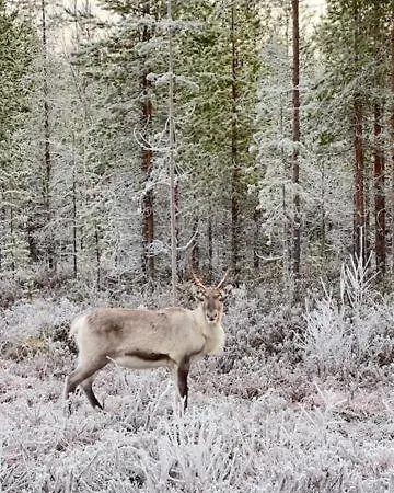 Alkkula