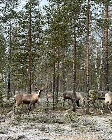 Alkkula * Юлиторнио